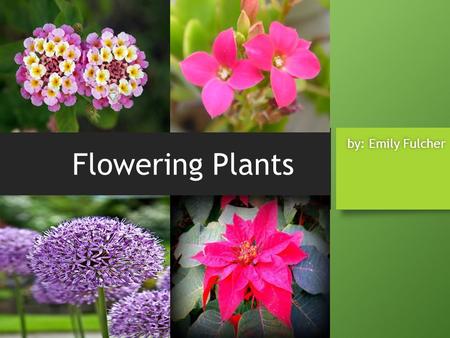 Flowering Plants by: Emily Fulcher.