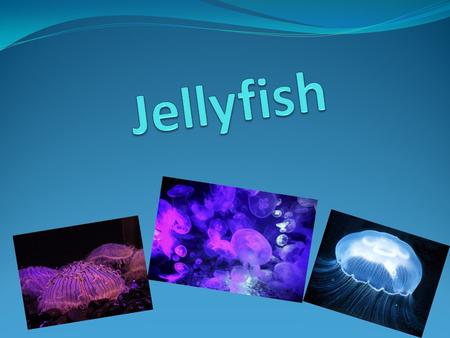 What is jellyfish? Jellyfish or jelliesare the major non-polyp form of individuals of the phylum Cnidaria. They are typified as free-swimming marine animals.