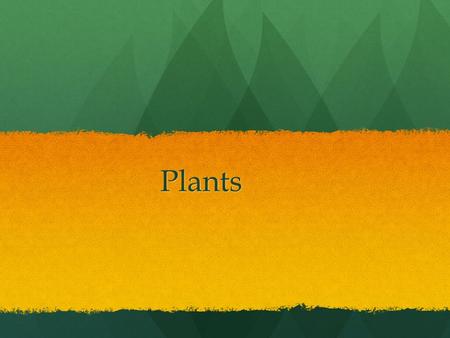 Plants.