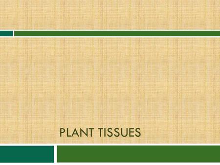 Plant Tissues.