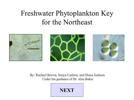 Freshwater Phytoplankton Key for the Northeast By: Rachael Brown, Sonya Carlson, and Diana Jackson Under the guidance of Dr. Alan Baker NEXT.