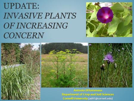 UPDATE: INVASIVE PLANTS OF INCREASING CONCERN Antonio DiTommaso Department of Crop and Soil Sciences Cornell University