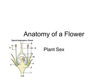 Anatomy of a Flower Plant Sex.