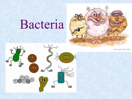 Bacteria.