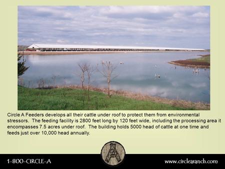 1-800-CIRCLE-Awww.circlearanch.com Circle A Feeders develops all their cattle under roof to protect them from environmental stressors. The feeding facility.