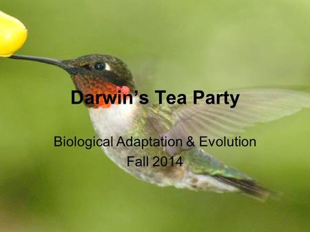 Darwin’s Tea Party Biological Adaptation & Evolution Fall 2014.