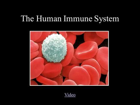 The Human Immune System