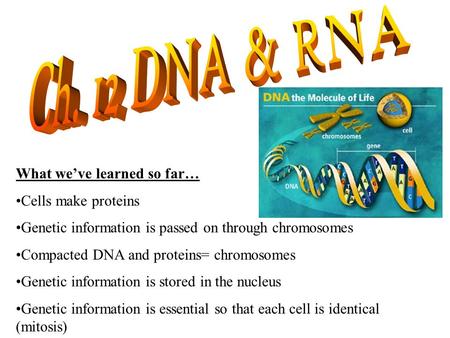 What we’ve learned so far… Cells make proteins Genetic information is passed on through chromosomes Compacted DNA and proteins= chromosomes Genetic information.