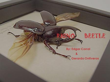 RHINO BEETLE By: Edgar Corral & Gerardo Ontiveros.