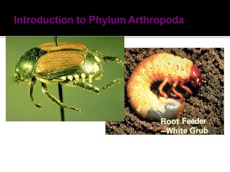 From Greek “Arthro-jointed”, “podis”-feet Segmented body. Paired segmented appendages. Chitinous exoskeleton. Open circulatory system, a tubular dorsal.