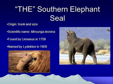 “THE” Southern Elephant Seal Origin: trunk and sizeOrigin: trunk and size Scientific name: Mirounga leoninaScientific name: Mirounga leonina Found by Linnaeus.