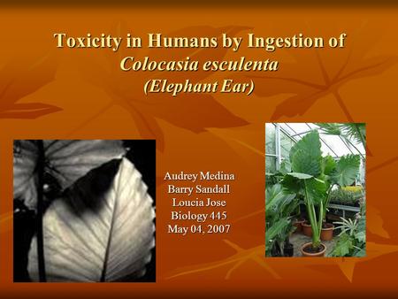 Toxicity in Humans by Ingestion of Colocasia esculenta (Elephant Ear) Audrey Medina Barry Sandall Loucia Jose Biology 445 May 04, 2007.