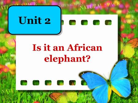 Is it an African elephant? Unit 2. Continents in the world Asia Europe Africa Oceania South America North America.