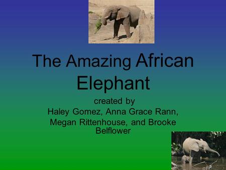 The Amazing African Elephant created by Haley Gomez, Anna Grace Rann, Megan Rittenhouse, and Brooke Belflower.