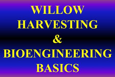 WILLOW HARVESTING & BIOENGINEERING BASICS. BIOENGINEERING: The use of living plant materials to stabilize streambanks Most bioengineering gives Mother.