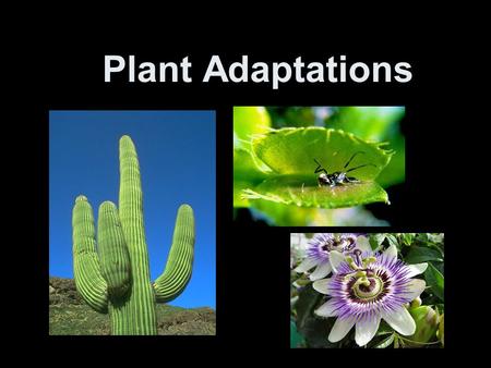 Plant Adaptations.