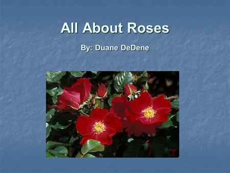 All About Roses By: Duane DeDene. Introduction Origins and Types of Rose Origins and Types of Rose What to Look For When Purchasing a Rose What to Look.