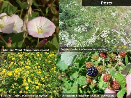 Field Bind Weed (Convolvulus sepium) Birdsfoot Trefoil (Convolvulus sepium)Armenian Blackberry (Rubus armenicus) Poison Hemlock (Conium maculatum) Pests.