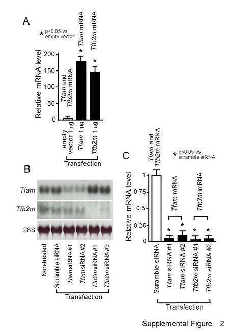 Tfam 1  g empty vector 1  g Tfb2m 1  g Relative mRNA level 0 100 200 50 150 * * p