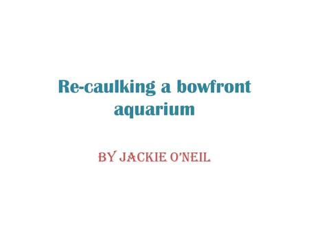 Re-caulking a bowfront aquarium By Jackie O’Neil.