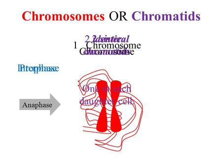 2 sister chromatids Chromosomes OR Chromatids ReplicationAnaphase 1 Chromosome Interphase 2 identical Chromosome 2 identical chromatids One in each daughter.