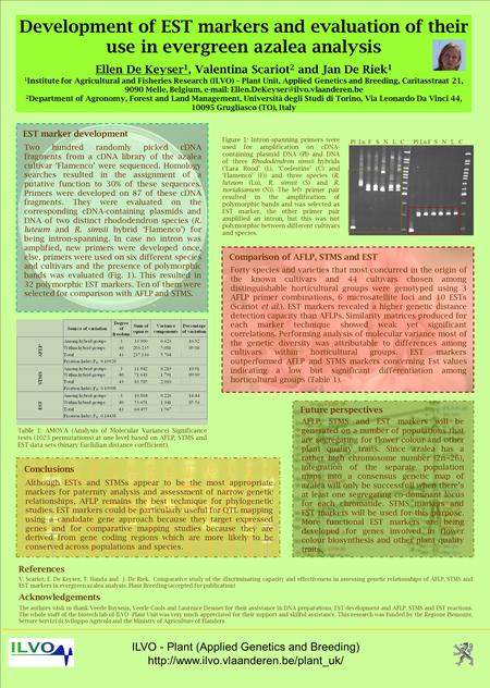 ILVO - Plant (Applied Genetics and Breeding)  Development of EST markers and evaluation of their use in evergreen.