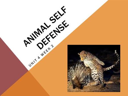 ANIMAL SELF DEFENSE UNIT 4 WEEK 2. CHAMELEON This word describes a lizard that can change the color of its skin to blend in with its surroundings.