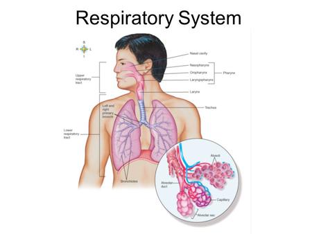 Respiratory System.