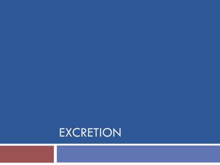 EXCRETION. Homeostasis  To understand excretion, we need to understand homeostasis –