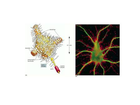 1QQ # 14 for 10:30 1.To what molecule would you conjugate a fluorescent label to show ONLY those synapses that use acetylcholine on a neuronal cell body.