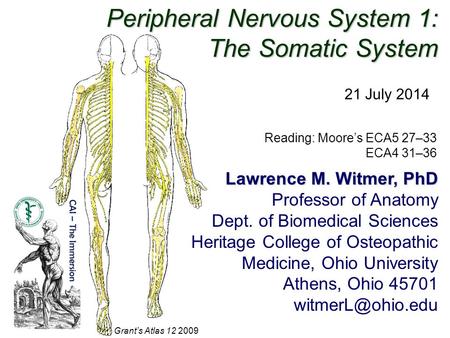 Peripheral Nervous System 1: The Somatic System 21 July 2014 Reading: Moore’s ECA5 27–33 ECA4 31–36 Grant’s Atlas 12 2009 Lawrence M. Witmer, PhD Professor.