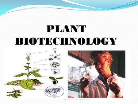 PLANT BIOTECHNOLOGY.