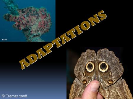 ADAPTATIONS © Cramer 2008.