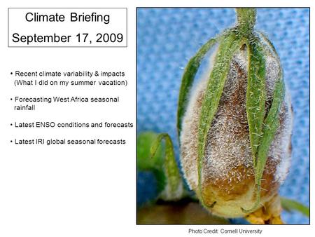 Climate Briefing September 17, 2009 Recent climate variability & impacts (What I did on my summer vacation) Forecasting West Africa seasonal rainfall Latest.