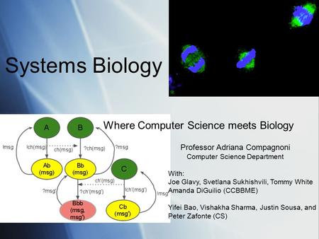 Where Computer Science meets Biology Systems Biology Professor Adriana Compagnoni Computer Science Department With: Joe Glavy, Svetlana Sukhishvili, Tommy.