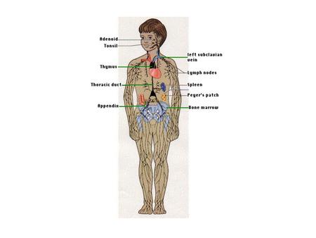 Lymphoid (or lymphatic) tissues, which mainly consist of dense accumulations of lymphocytes, are widely distributed in the body. The lymphocytes.