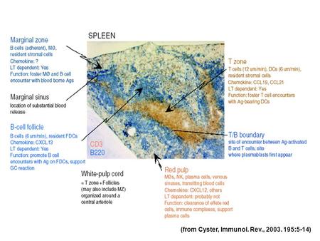 (from Cyster, Immunol. Rev., 2003. 195:5-14). (from Fu and Chaplin, Annu. Rev. Immunol. 1999. 17:399-433) White pulp nodule within spleen.