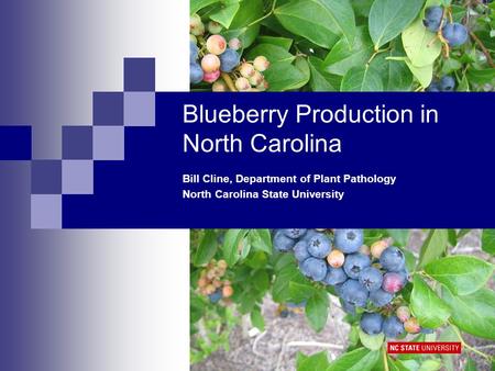 Blueberry Production in North Carolina Bill Cline, Department of Plant Pathology North Carolina State University.