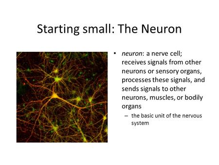 Starting small: The Neuron