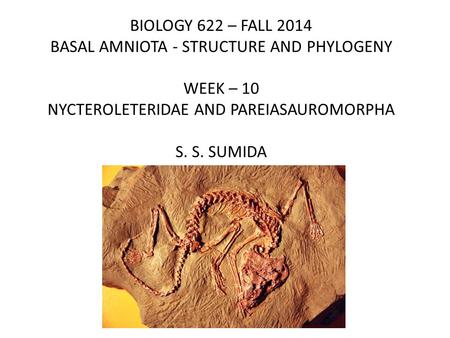 BIOLOGY 622 – FALL 2014 BASAL AMNIOTA - STRUCTURE AND PHYLOGENY WEEK – 10 NYCTEROLETERIDAE AND PAREIASAUROMORPHA S. S. SUMIDA.