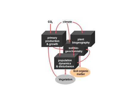 Soil organic matter Soil organic matter soil bio- geochemistry population dynamics & disturbance plant biogeography primary production & growth Vegetation.