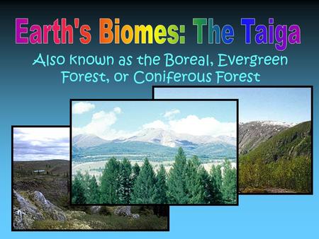 Also known as the Boreal, Evergreen Forest, or Coniferous Forest.