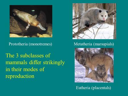 The 3 subclasses of mammals differ strikingly in their modes of reproduction Prototheria (monotremes)Metatheria (marsupials) Eutheria (placentals)