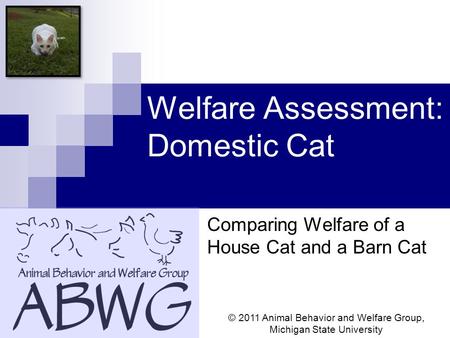 Welfare Assessment: Domestic Cat Comparing Welfare of a House Cat and a Barn Cat © 2011 Animal Behavior and Welfare Group, Michigan State University.