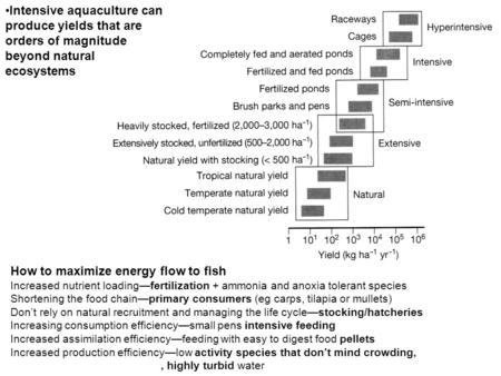 Intensive aquaculture can produce yields that are orders of magnitude beyond natural ecosystems How to maximize energy flow to fish Increased nutrient.