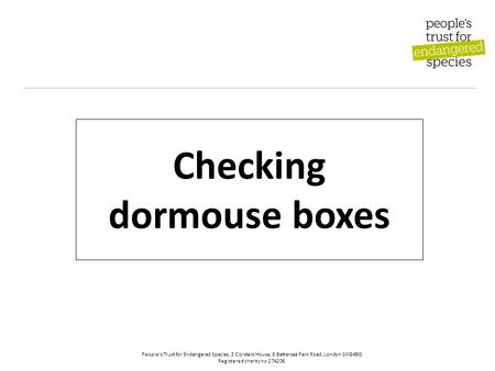 People’s Trust for Endangered Species, 3 Cloisters House, 8 Battersea Park Road, London SW84BG Registered charity no 274206 Checking dormouse boxes.