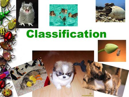 Classification.