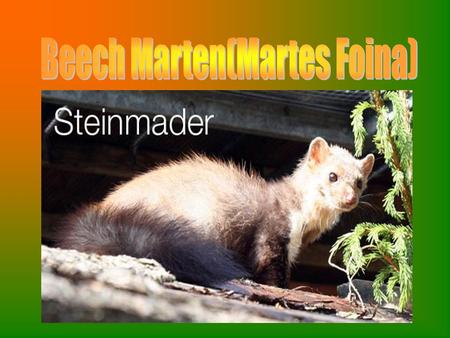 Slide 1: Introduction Slide 2: Table of contents Slide 3: Habitat and Spreading Slide 4: Propagation Slide 5: Portrait Slide 6: Beech marten and its enemy.