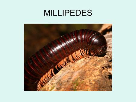 MILLIPEDES.