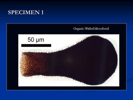 SPECIMEN 1 Nostoc Organic-Walled Microfossil. SPECIMEN 2 Nostoc This Structure Fossil Hand Specimen.